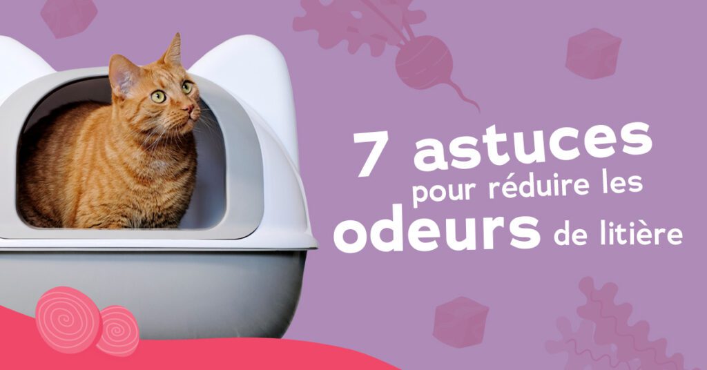 6 trucs et astuces pour éviter les mauvaises odeurs de la litière du chat